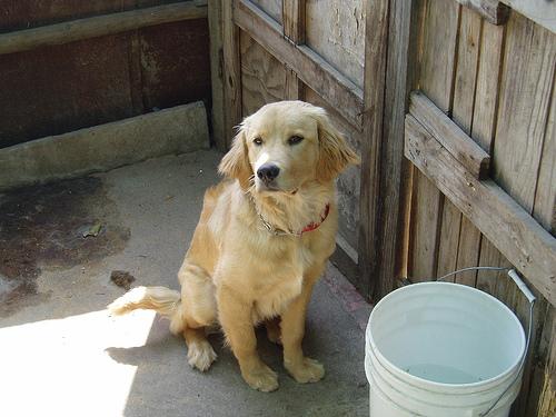 Biscuit