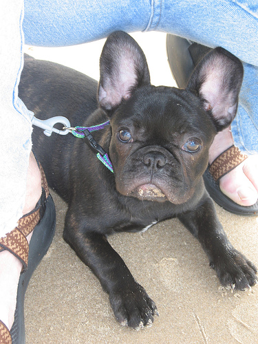 Bruno