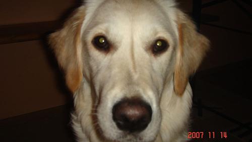 Oakley