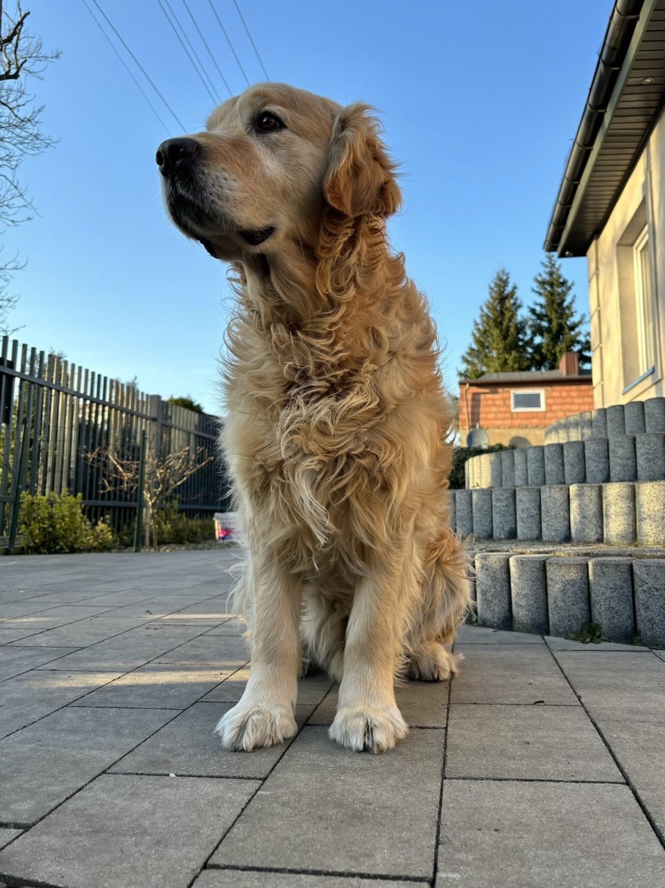 Pepper